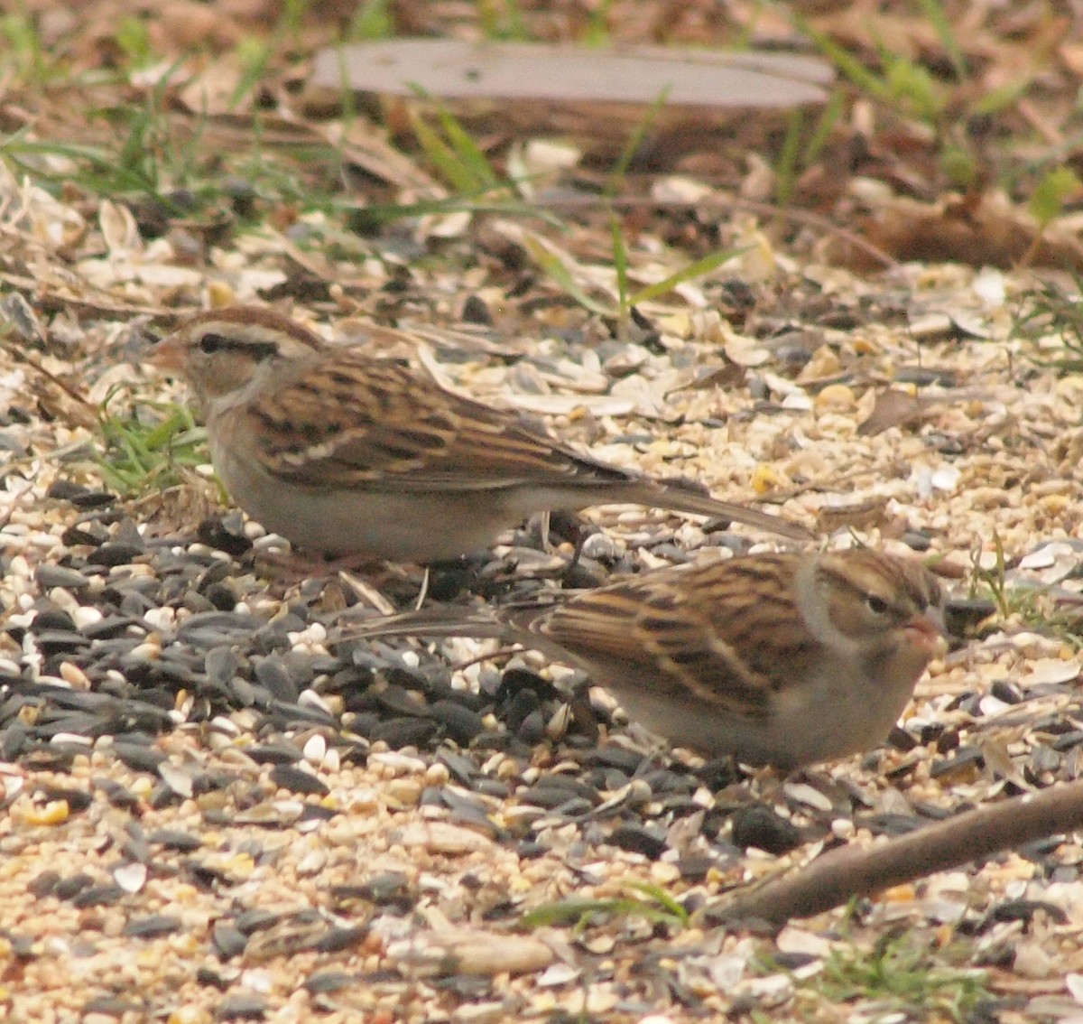 Chipping Sparrow - ML288734821