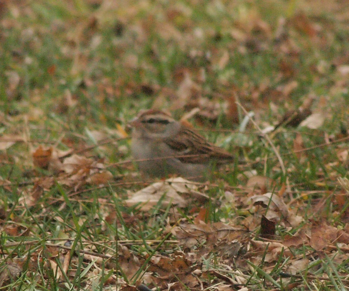 Chipping Sparrow - ML288735061