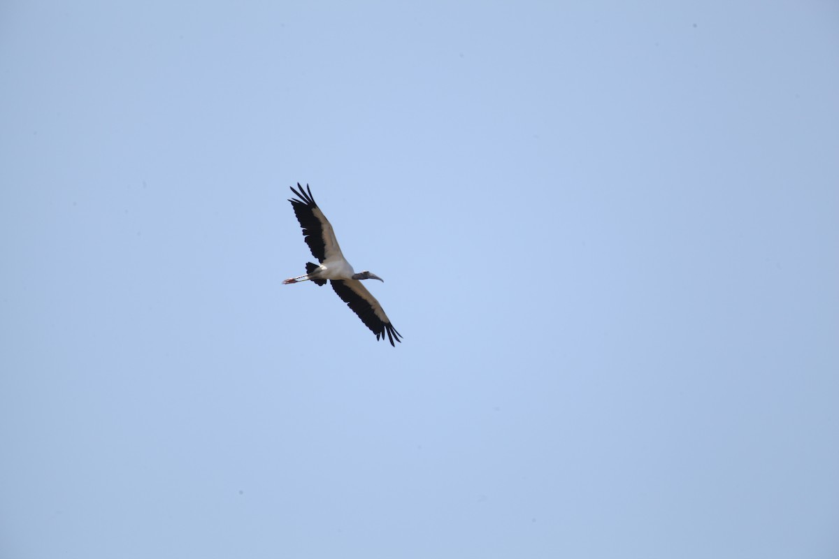 Wood Stork - ML288736031