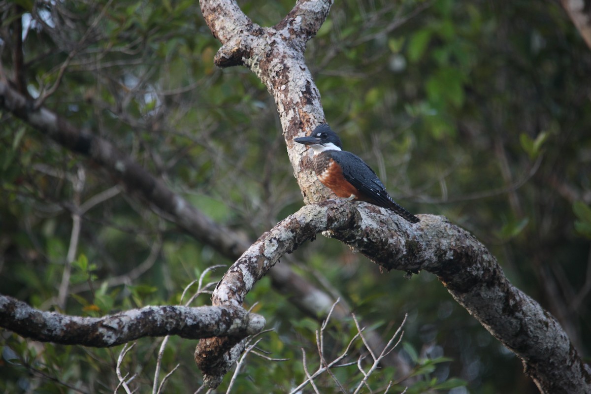 Ringed Kingfisher - ML288736471