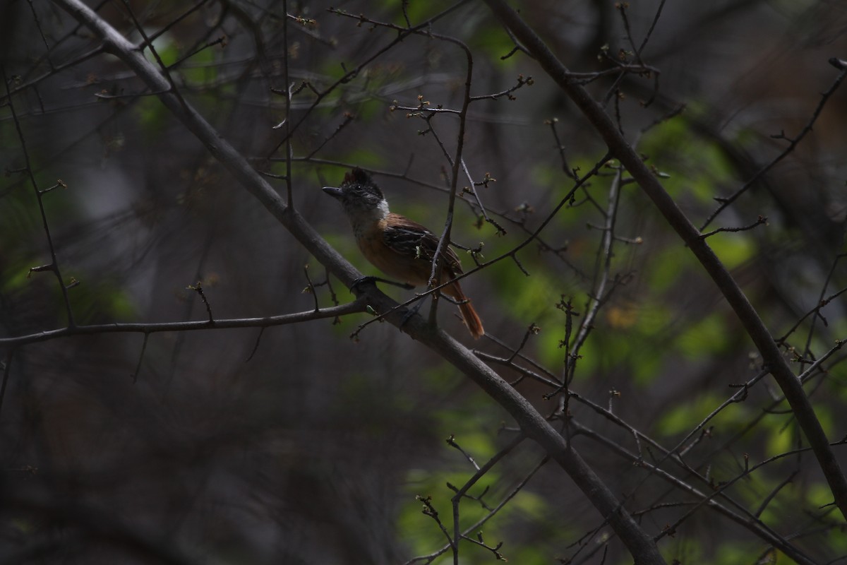 Collared Antshrike - ML288736521