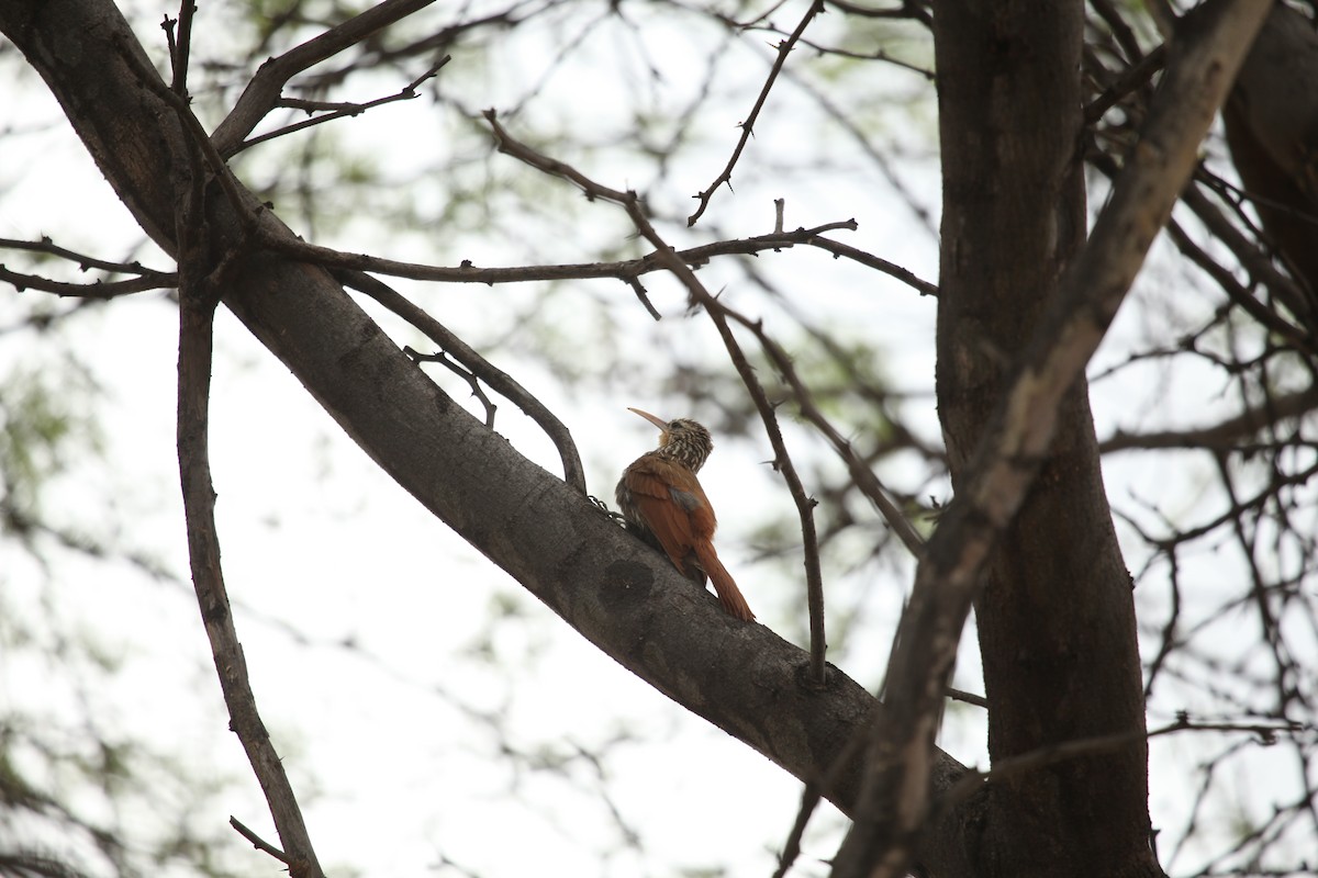 Streak-headed Woodcreeper - ML288736921