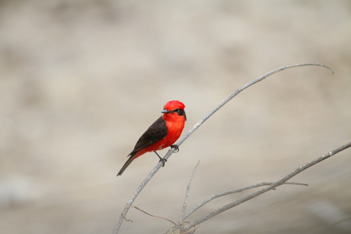 Vermilion Flycatcher - ML288737041