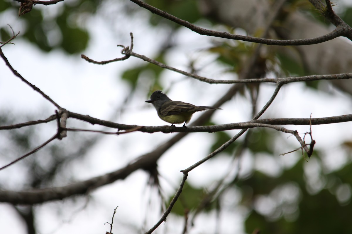 Sooty-crowned Flycatcher - ML288737521