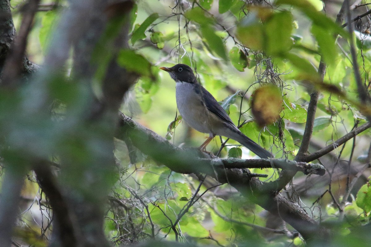 Plumbeous-backed Thrush - Alex Boas