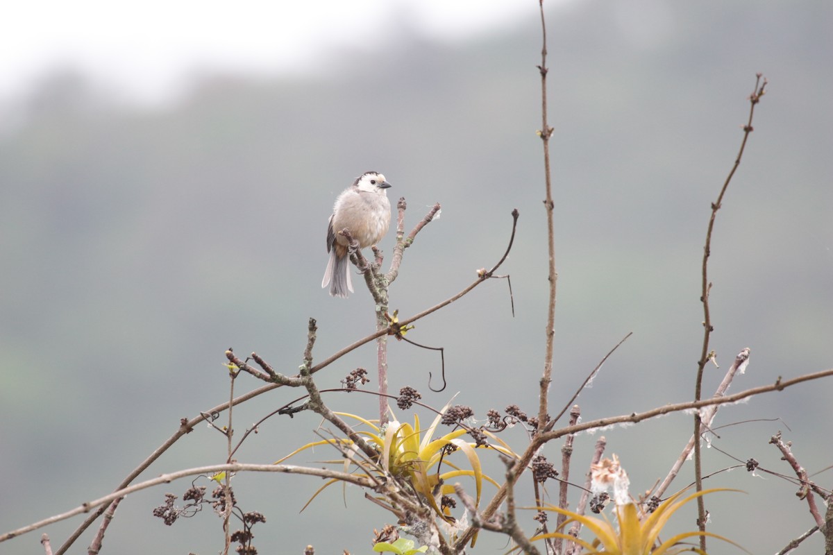 White-headed Brushfinch - ML288737951