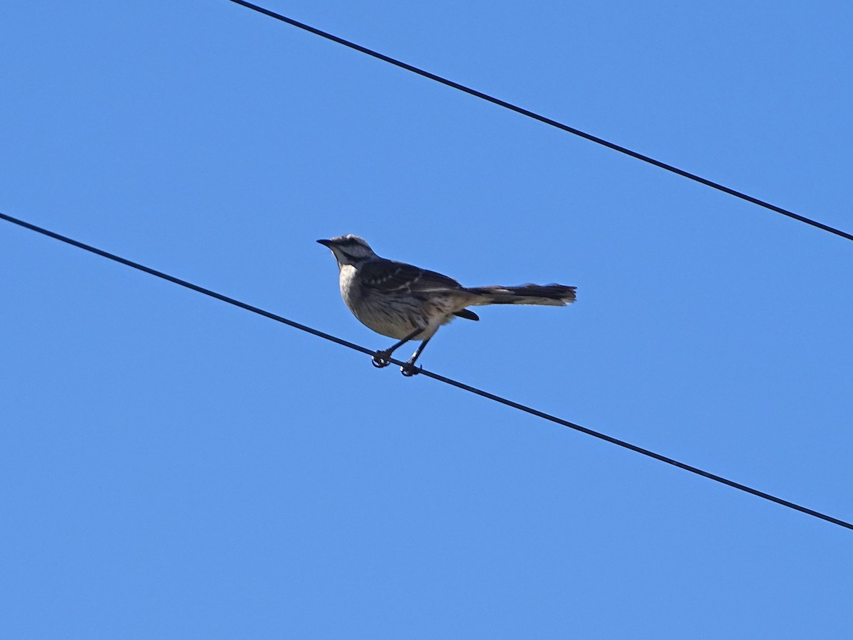 Chilean Mockingbird - ML288738781