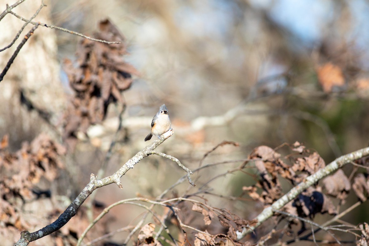 Tufted Titmouse - ML288739421