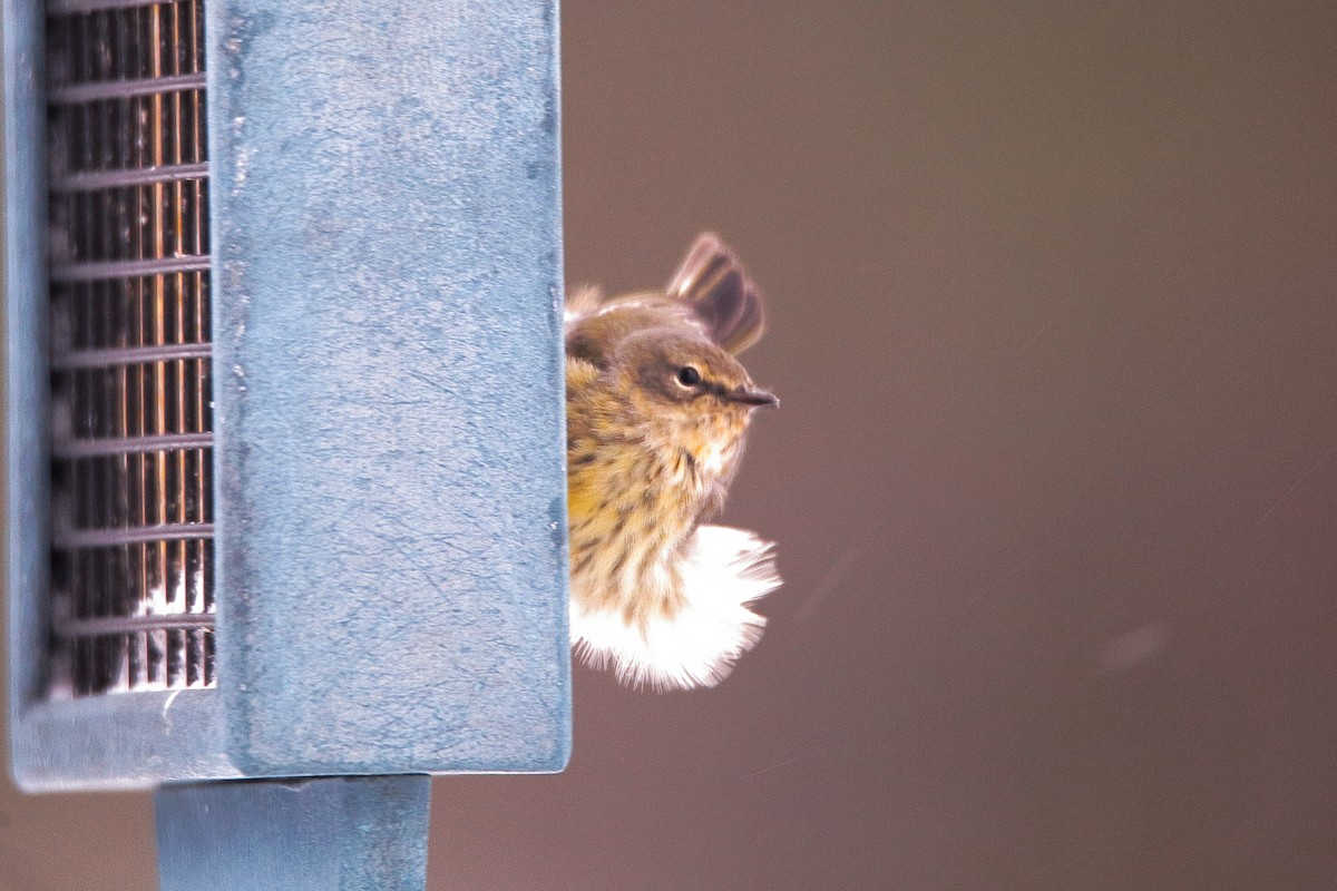 Cape May Warbler - ML288740931