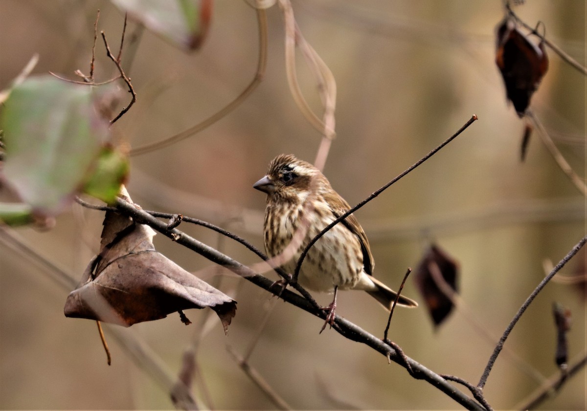 Purple Finch - ML288741141