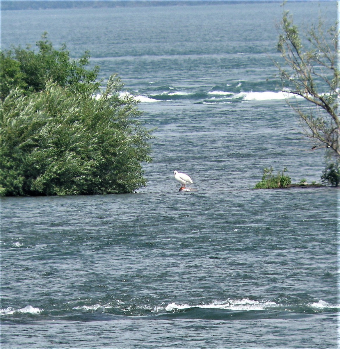 American White Pelican - ML288741281