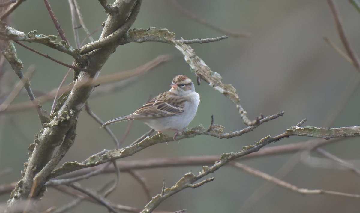 Chipping Sparrow - ML288741391