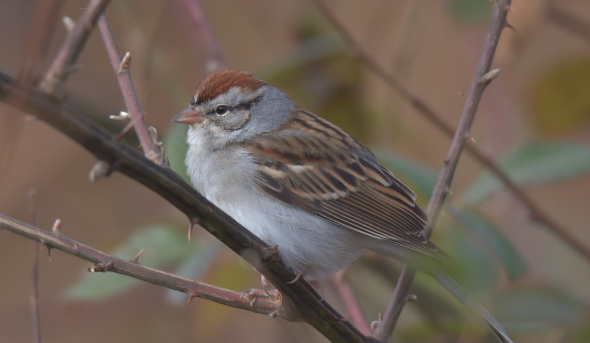 Chipping Sparrow - ML288741401