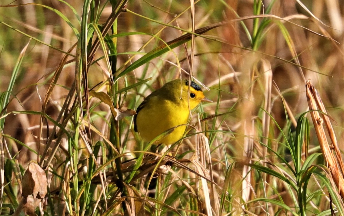 Wilson's Warbler - ML288741411