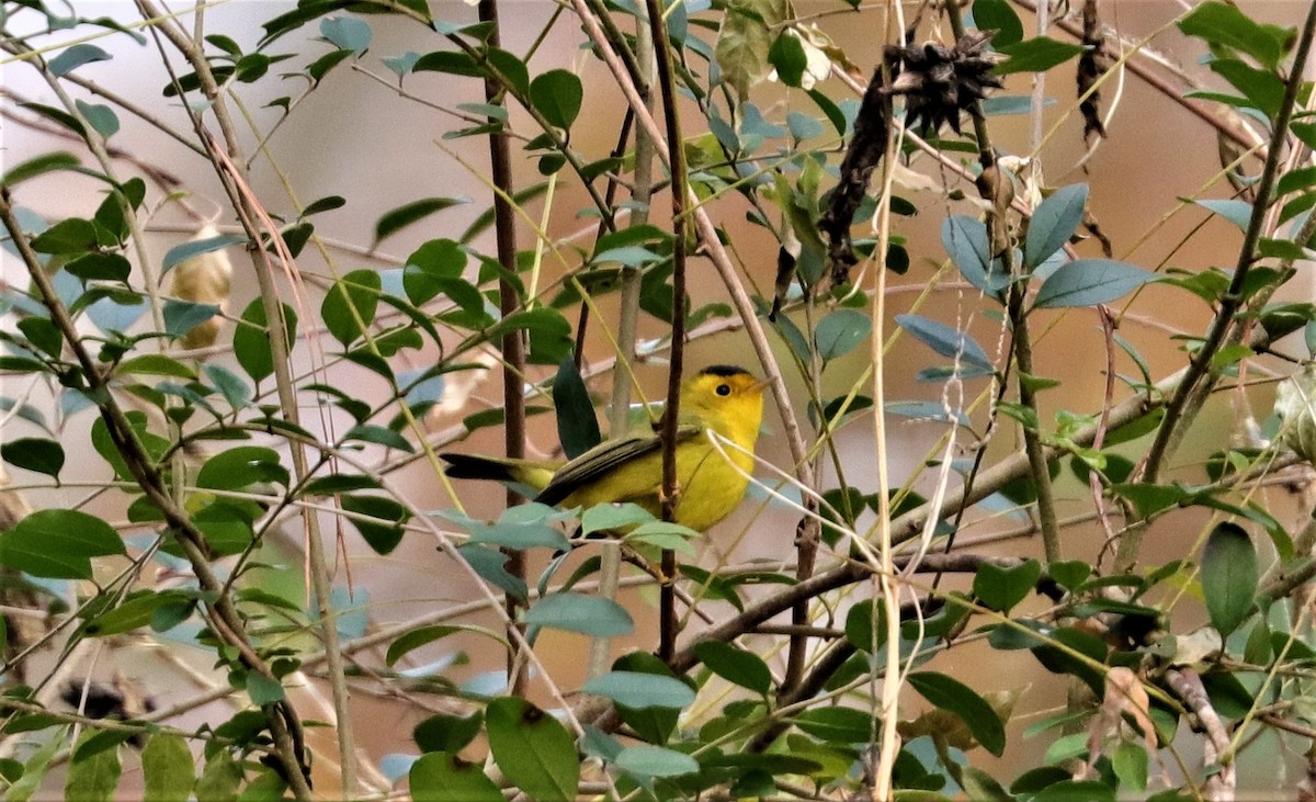 Wilson's Warbler - ML288741421