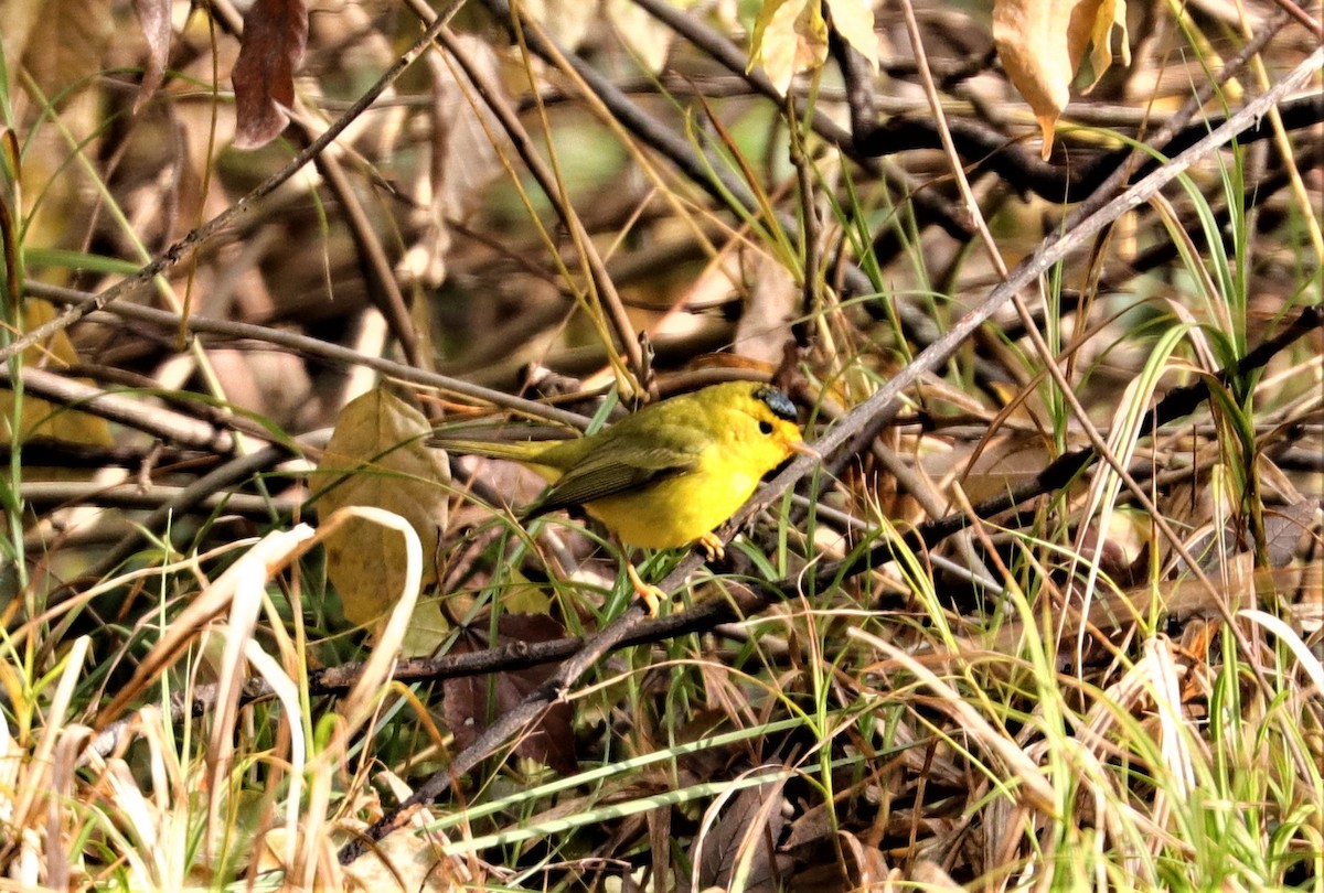 Wilson's Warbler - ML288741431