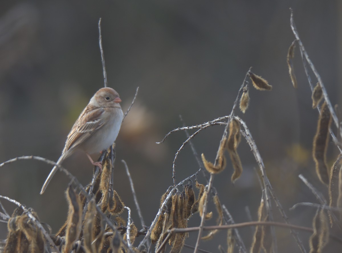 Field Sparrow - ML288741511