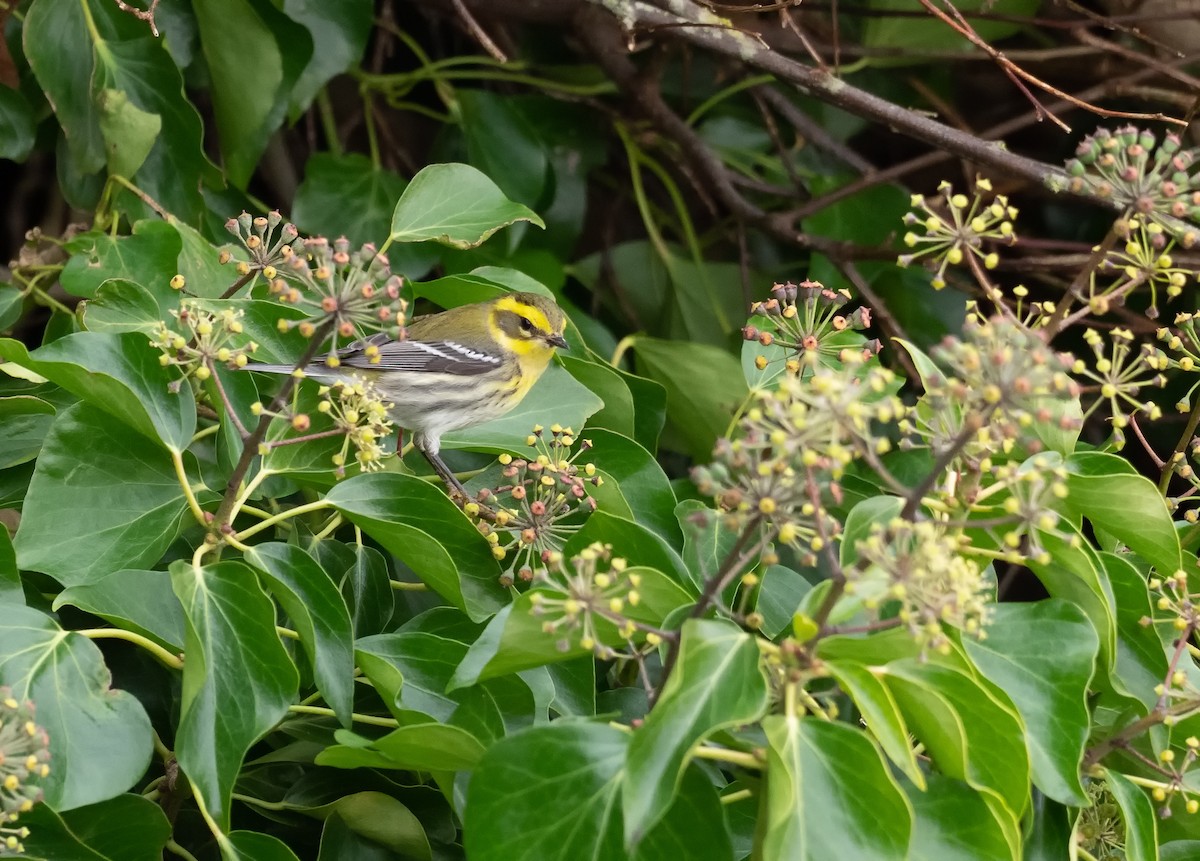 Townsend's Warbler - ML288744721