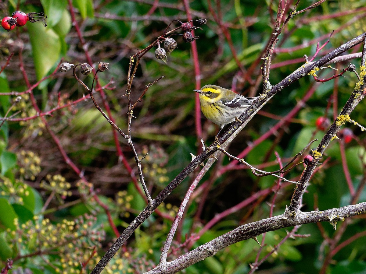 Townsend's Warbler - ML288744731