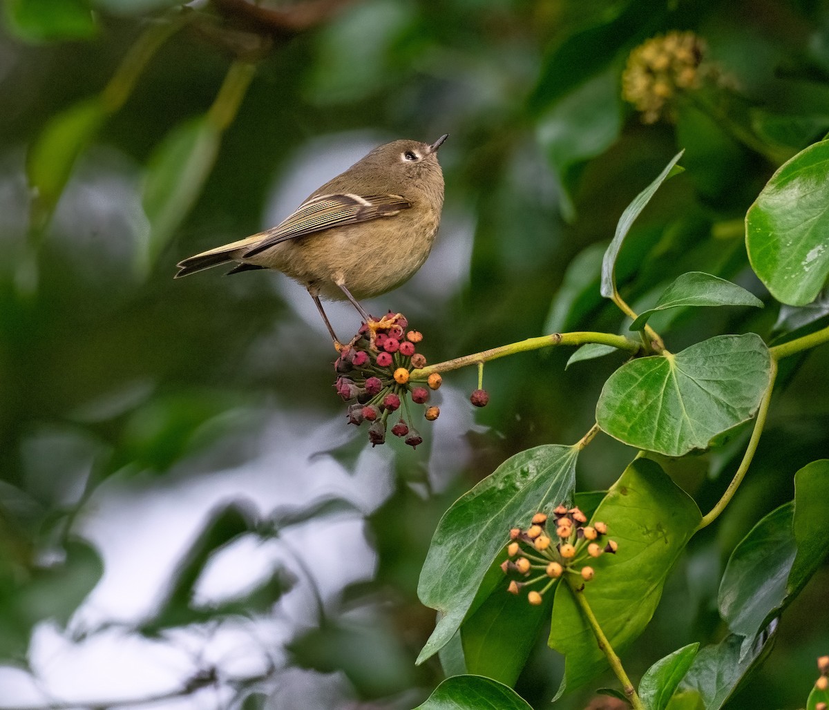 Ruby-crowned Kinglet - ML288744781