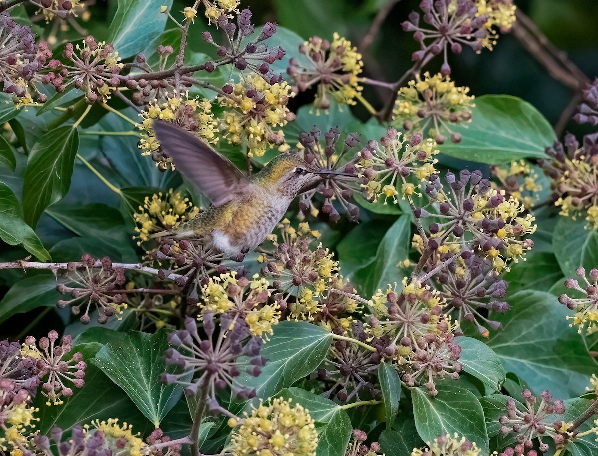 Anna's Hummingbird - ML288744801