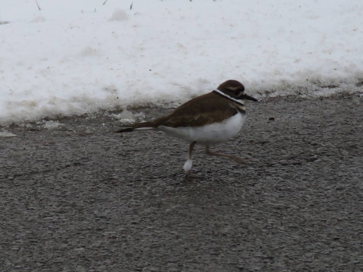 Killdeer - ML288745921