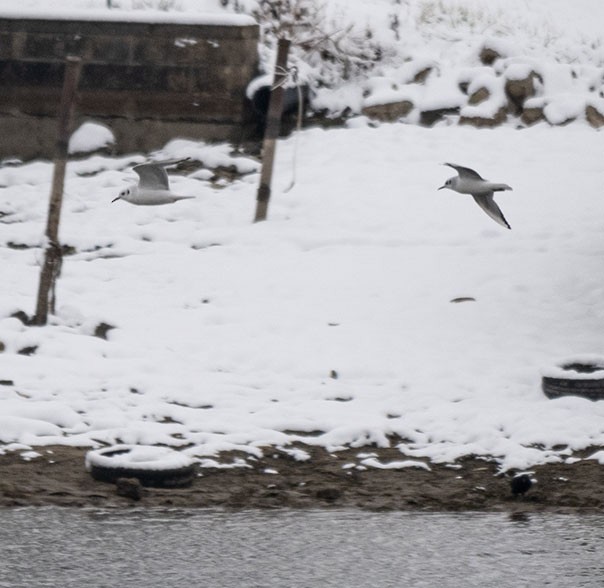 Bonaparte's Gull - ML288746541