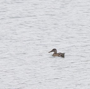 Northern Shoveler - ML288746691