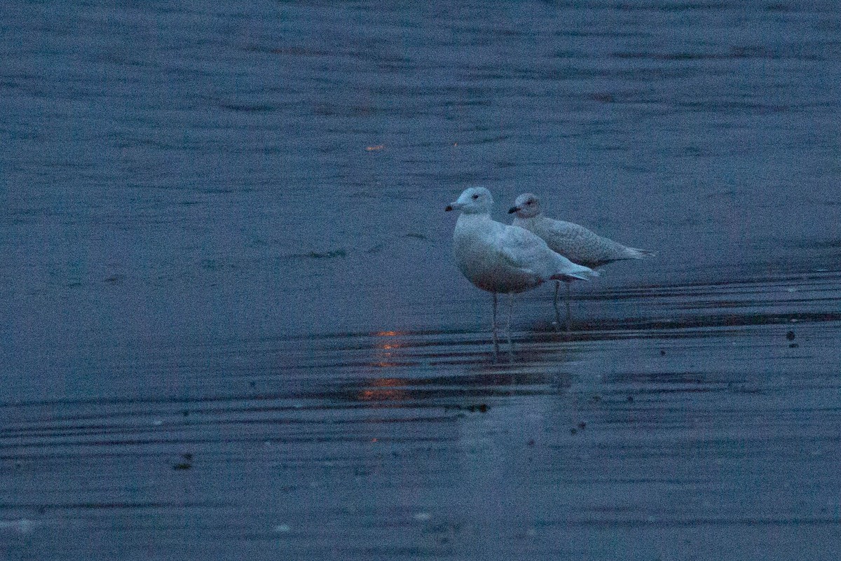 Glaucous Gull - ML288747571