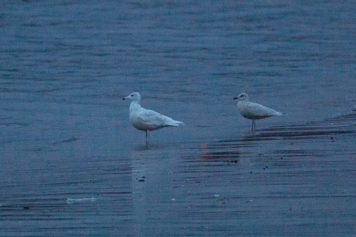 Gaviota Groenlandesa (kumlieni) - ML288747651