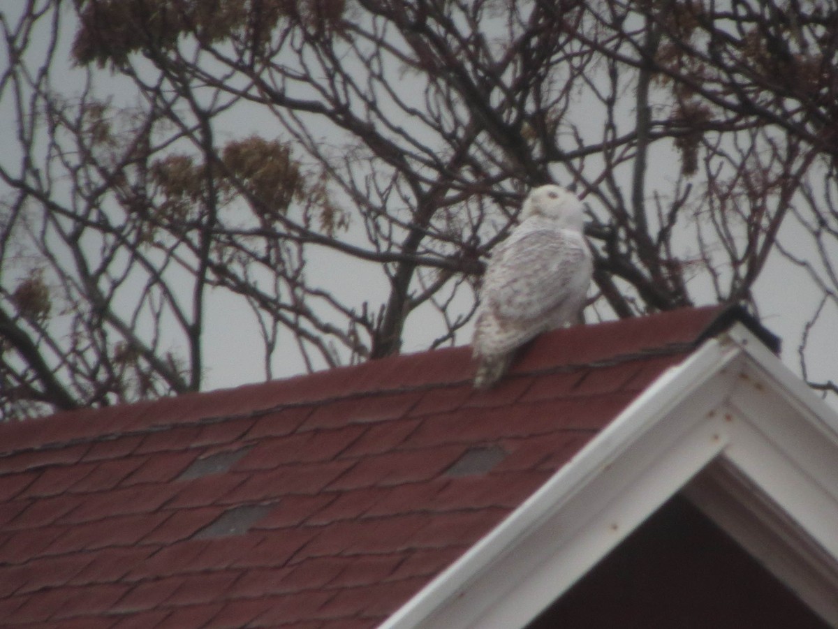 Snowy Owl - ML288747671