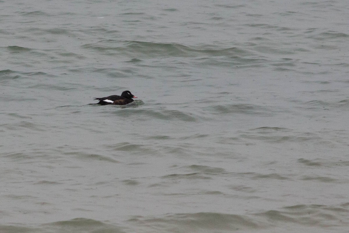 White-winged Scoter - ML288747771