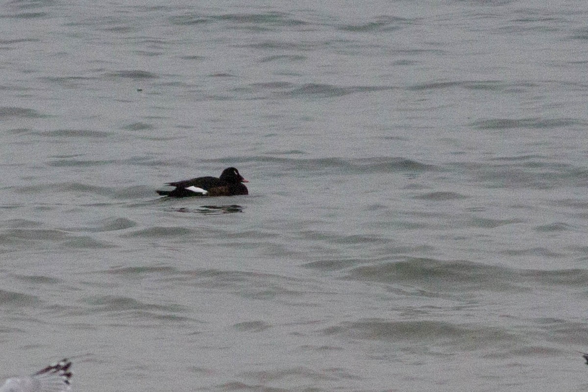 White-winged Scoter - ML288747801