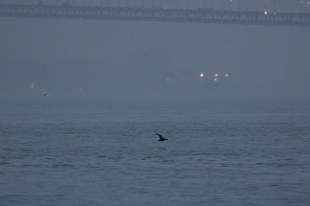 Surf Scoter - ML288747871