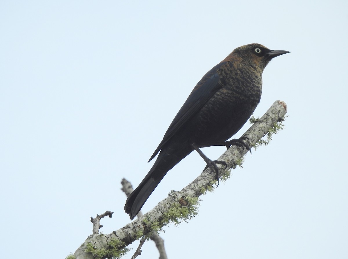 Rusty Blackbird - ML288751181