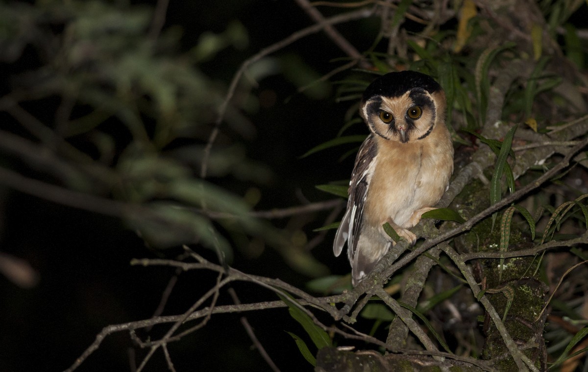 Buff-fronted Owl - Giselle Mangini