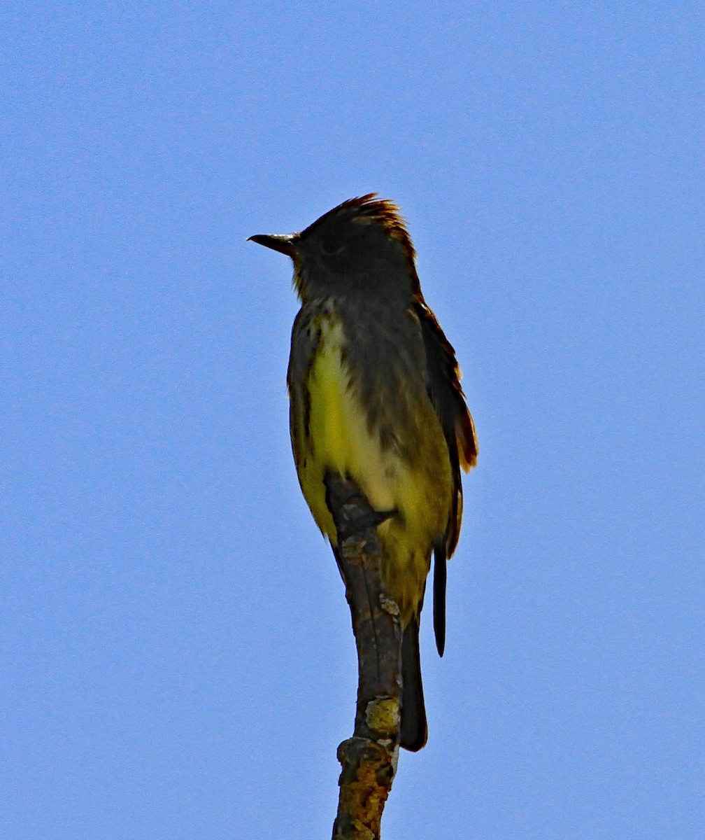 Olive-sided Flycatcher - ML28875691