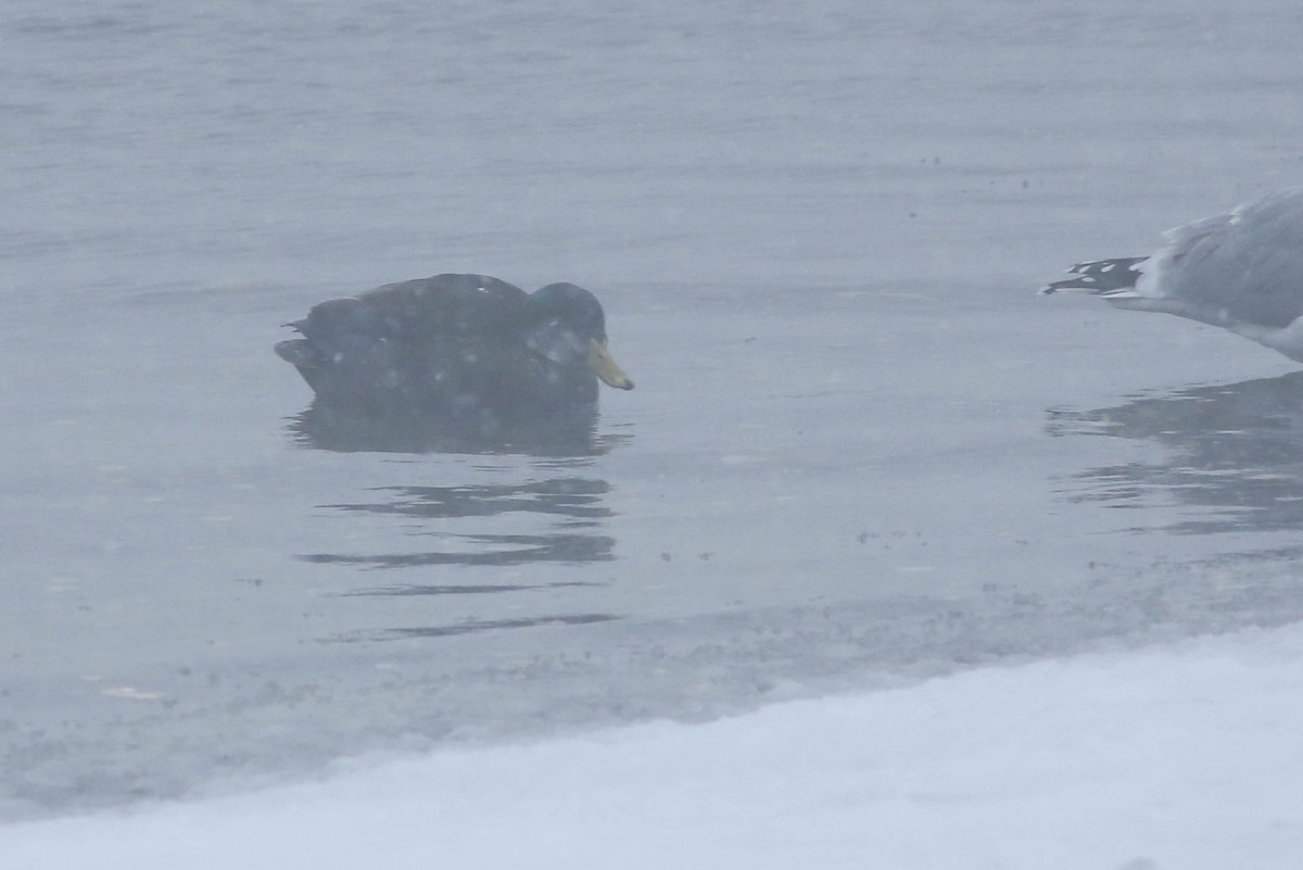 Mallard x American Black Duck (hybrid) - ML288757901