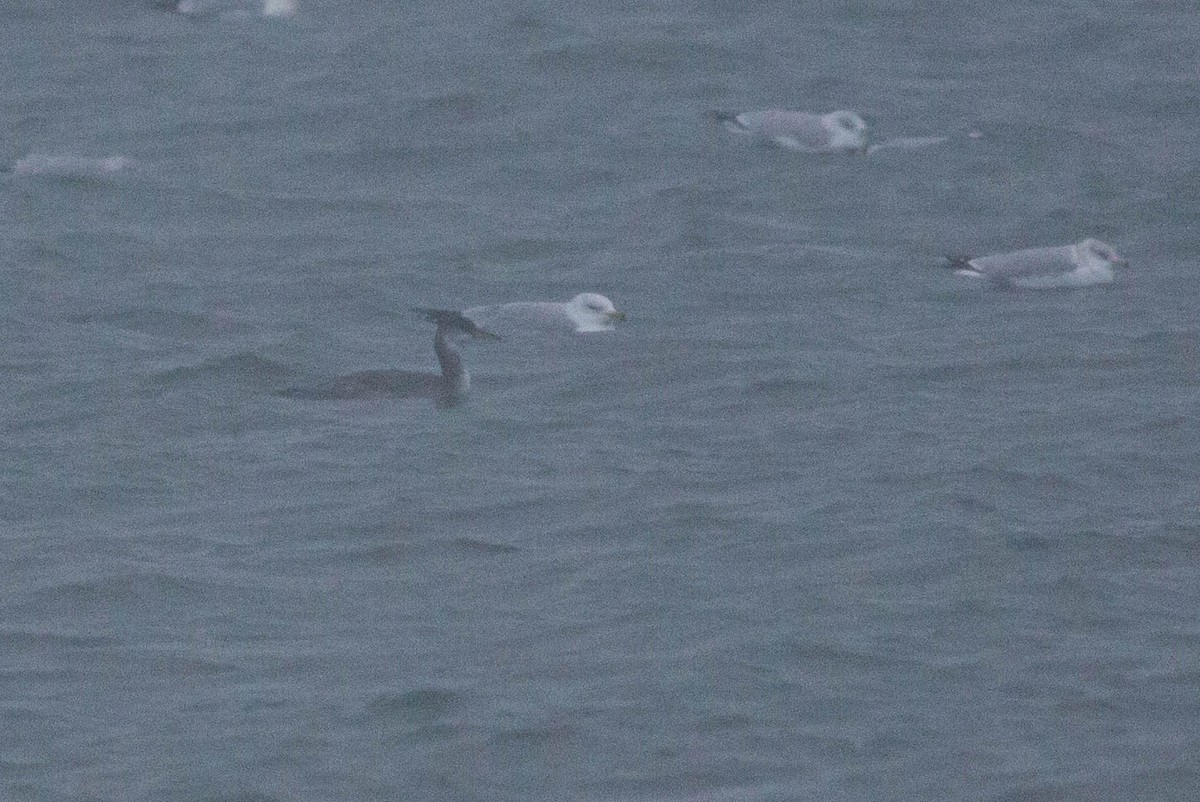 Red-necked Grebe - ML288758111