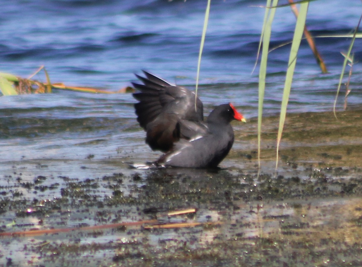 Common Gallinule - ML288758371