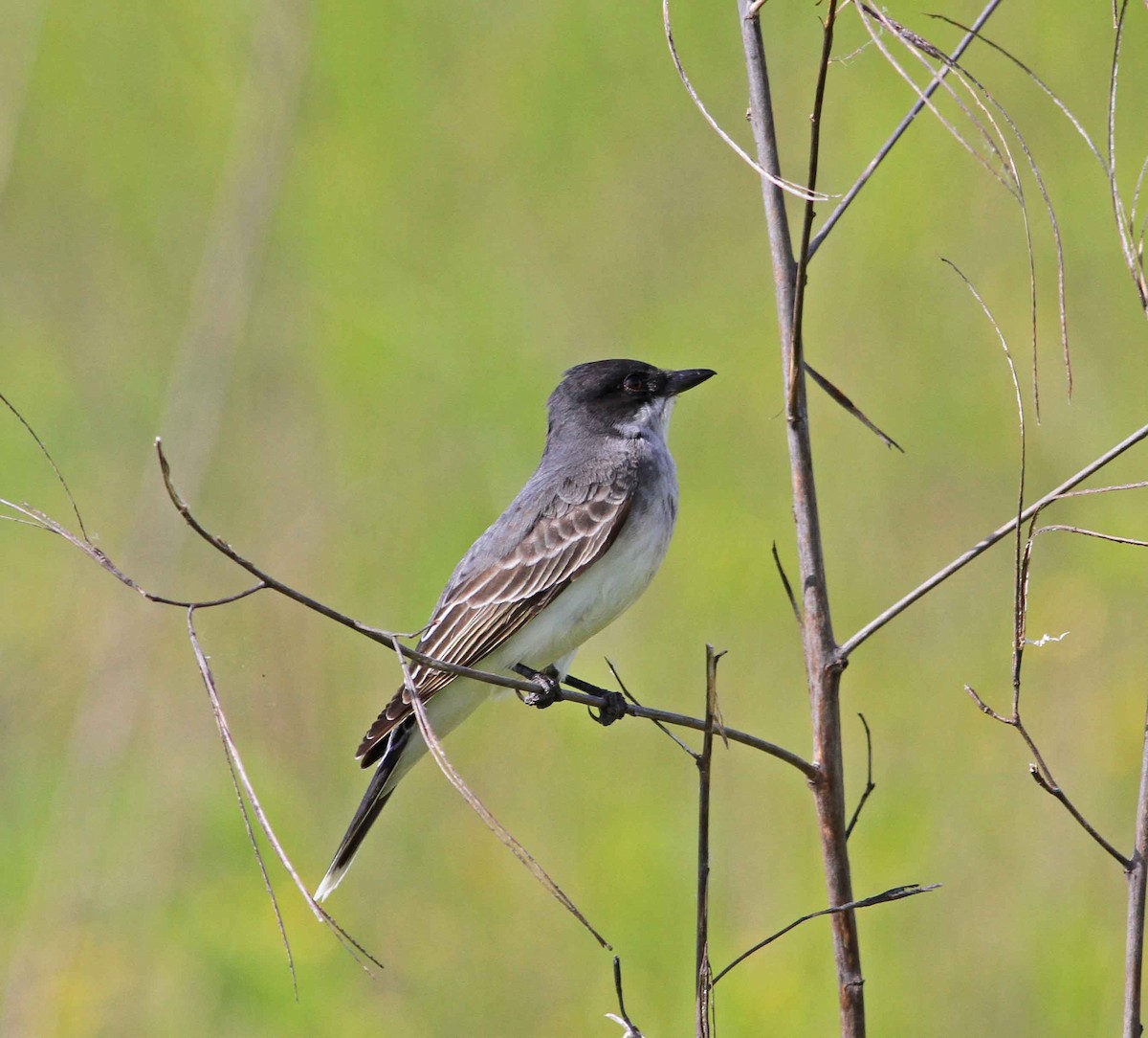 Eastern Kingbird - ML28875921