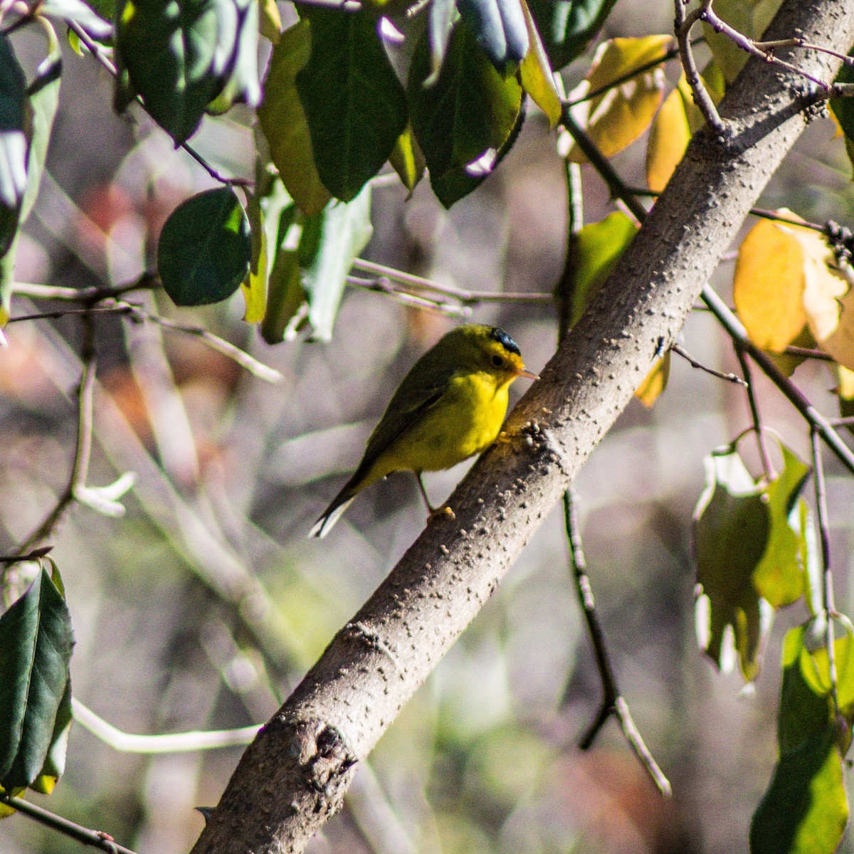 Wilson's Warbler - ML288759791