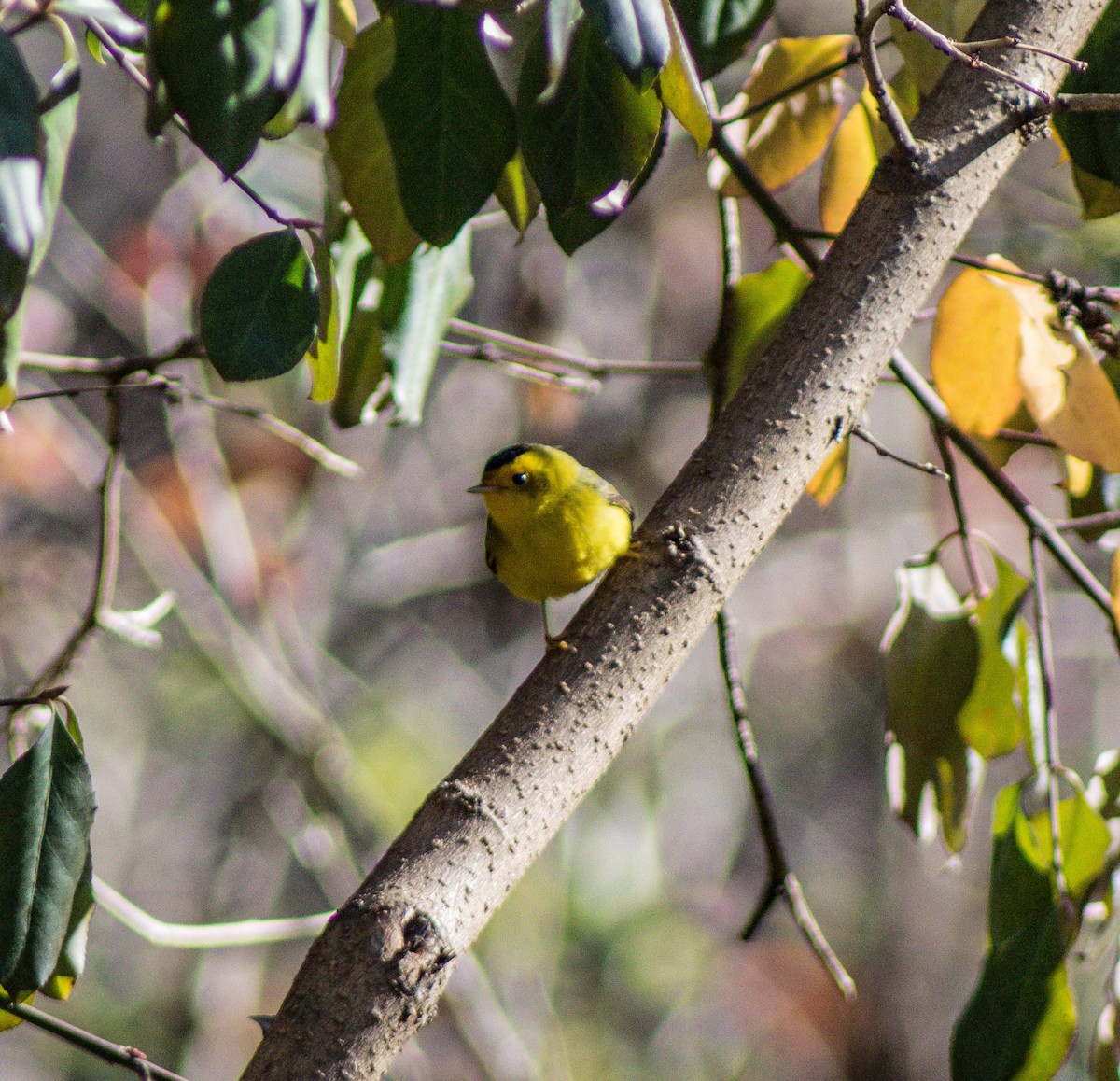 Wilson's Warbler - ML288759811