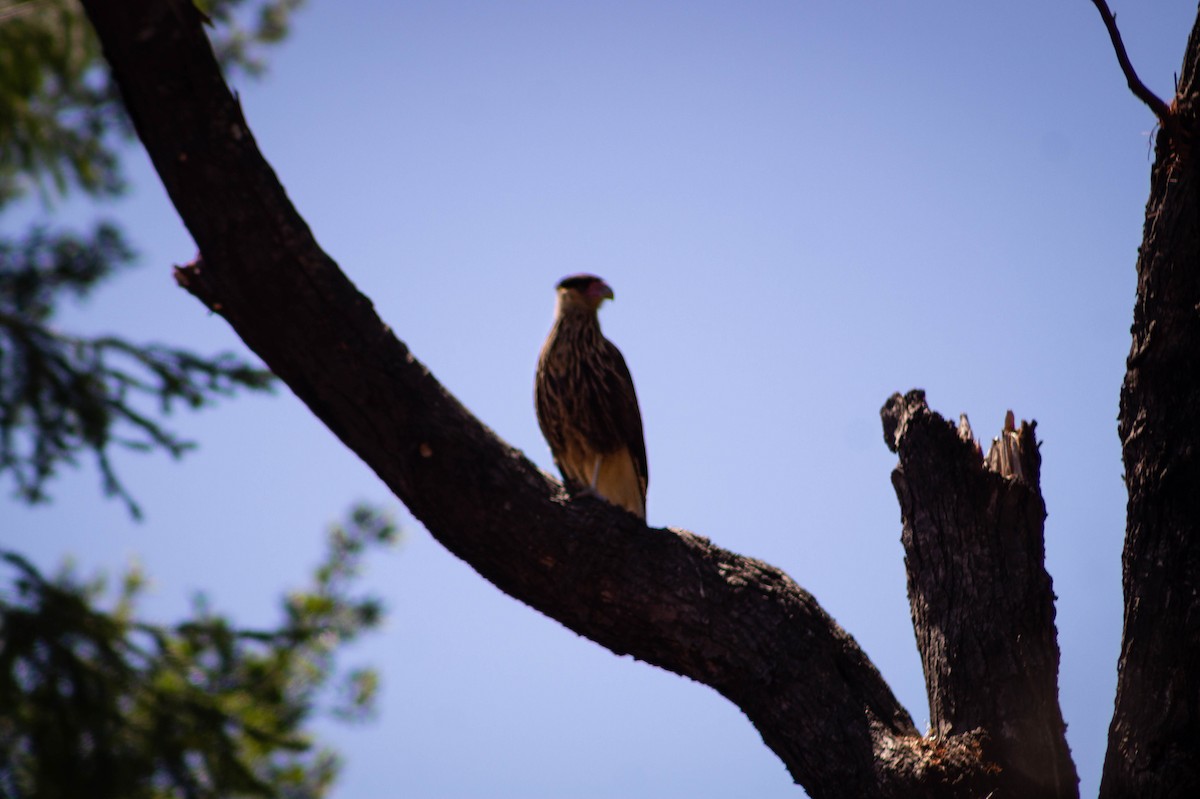 Caracara huppé (plancus) - ML288761261