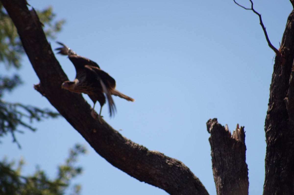 Crested Caracara (Southern) - ML288761291