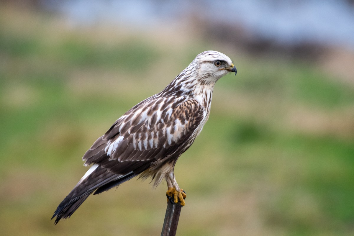 Rough-legged Hawk - ML288761661