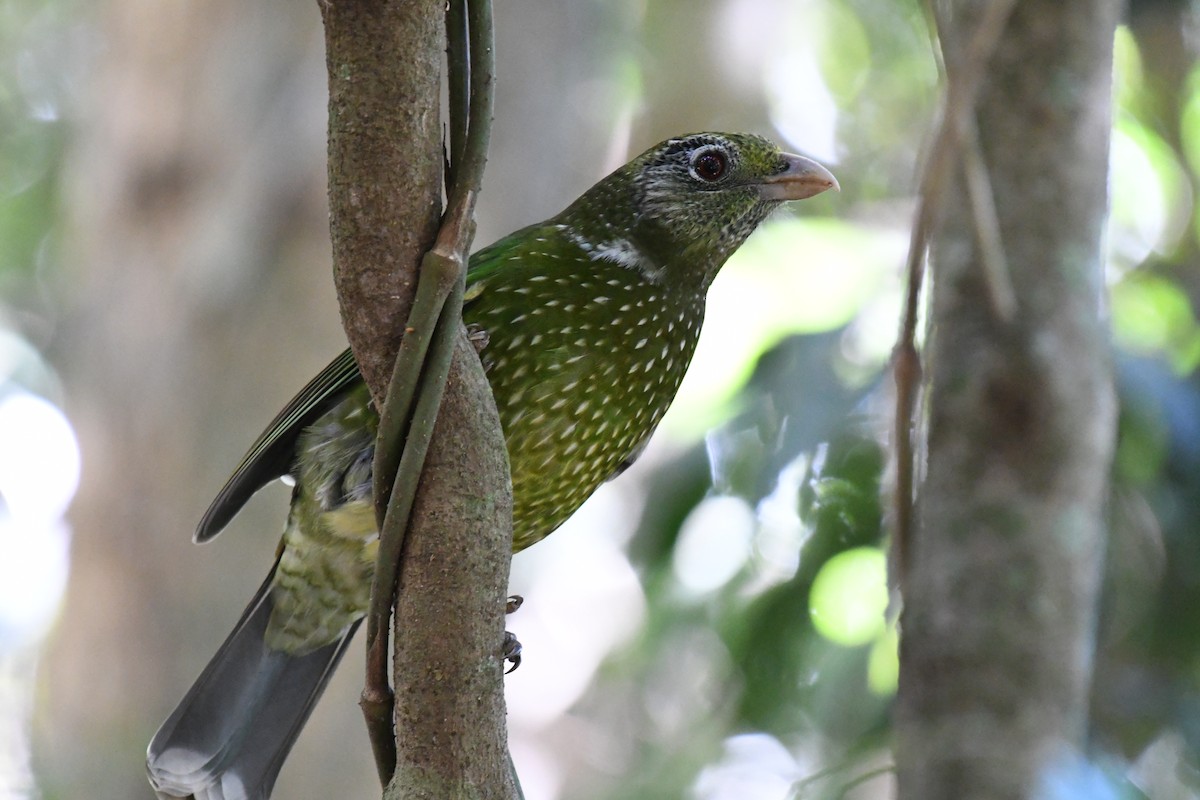 Green Catbird - ML288763341