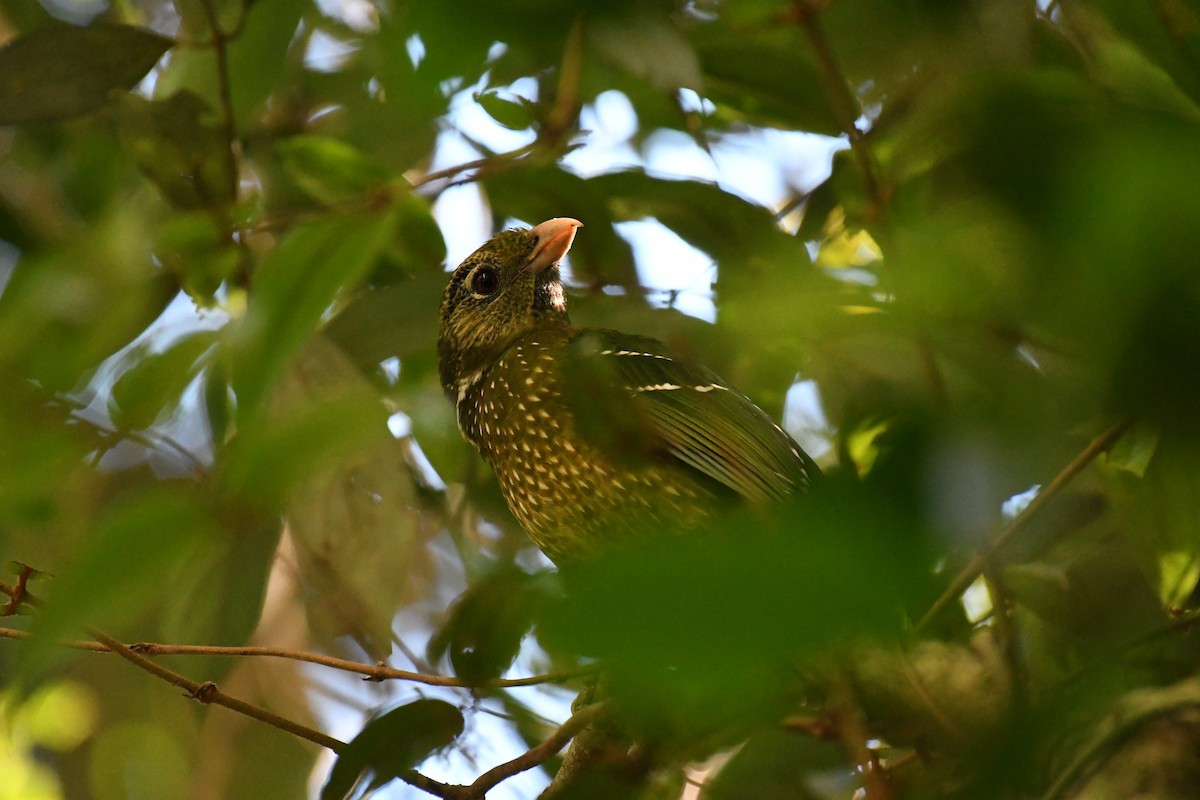 Green Catbird - ML288763381