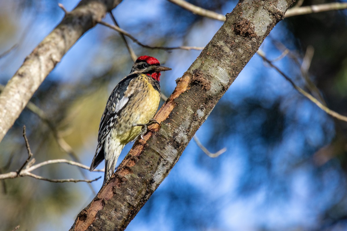 Yellow-bellied Sapsucker - ML288763721