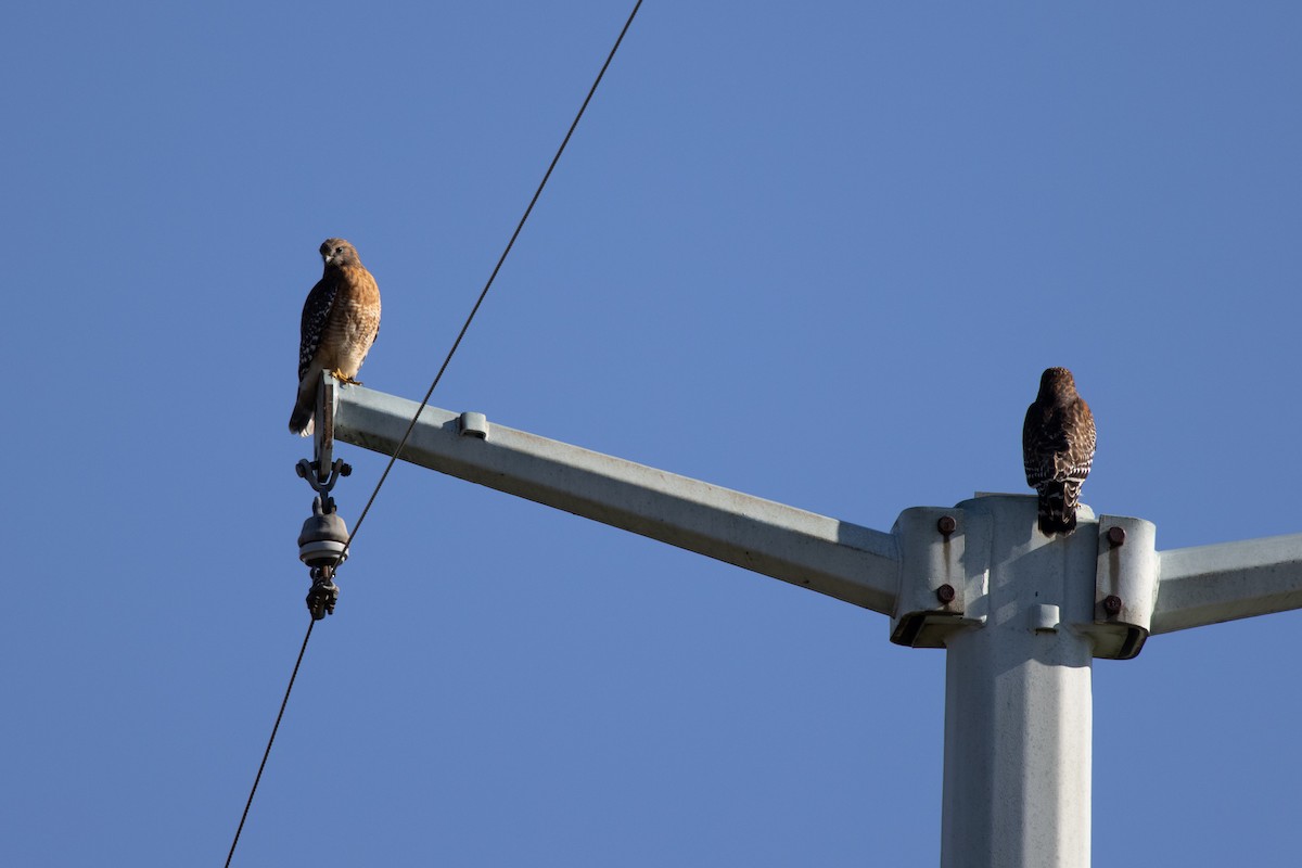 Red-shouldered Hawk - ML288763801